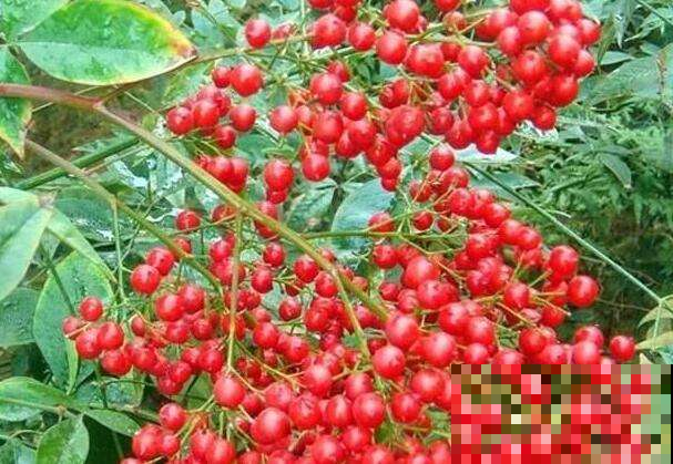 这小果子鲜嫩无比，但可千万别吃，要不然立马躺医院！