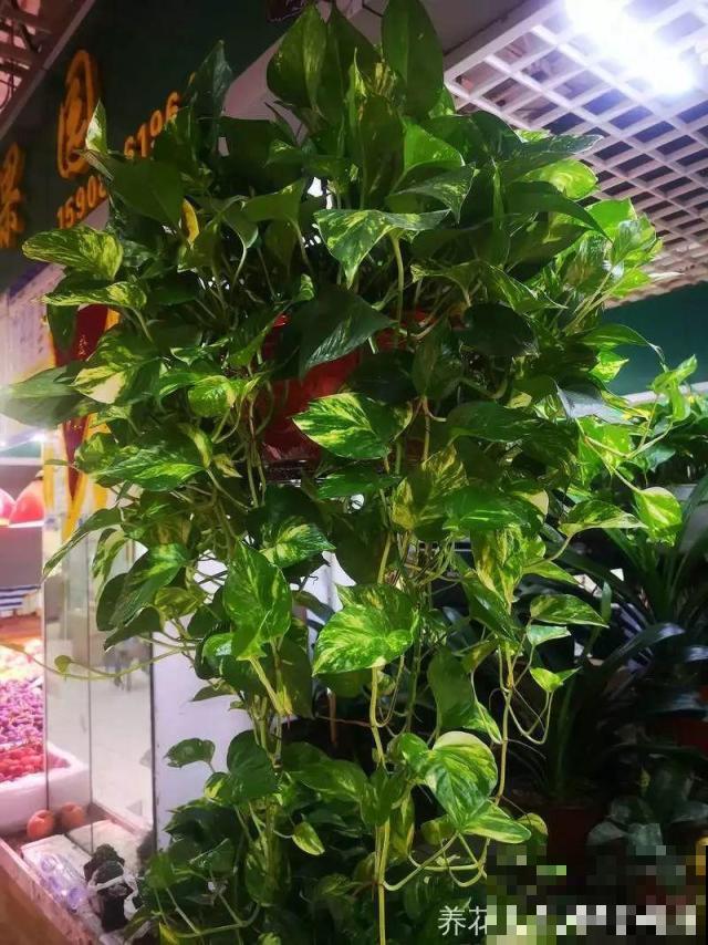 啤酒能不能浇花？这个还真不好说，要看怎么浇水！