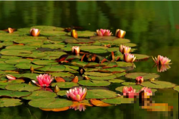 5种适合养在阳台上的花，清香驱蚊，摘片叶子还能泡水喝！