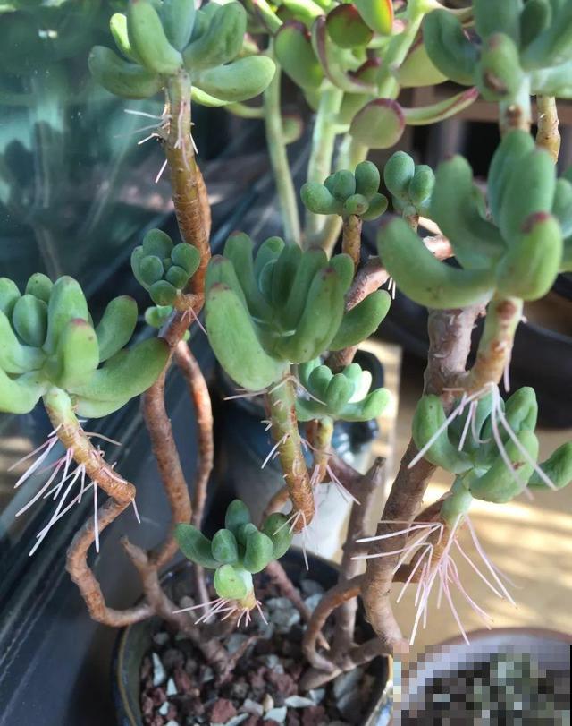 多肉长出胡须根？别急着浇水，说不定是烂根黑腐了！