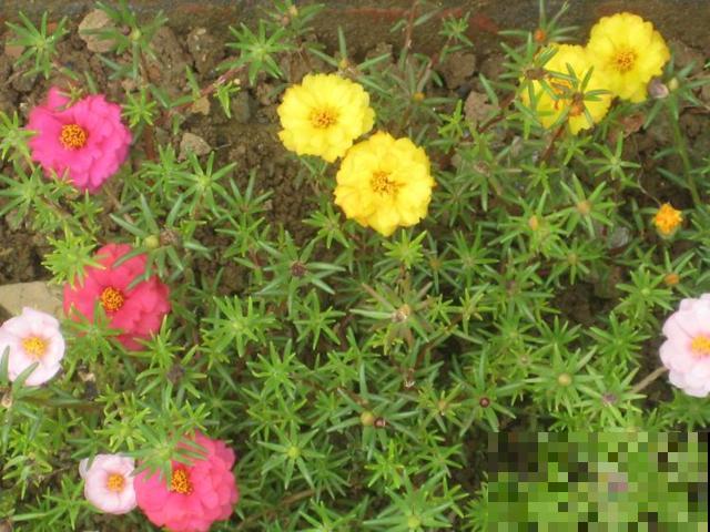 夏天的农村，到处都是“玩具”，放学路上掐根，能玩一路！