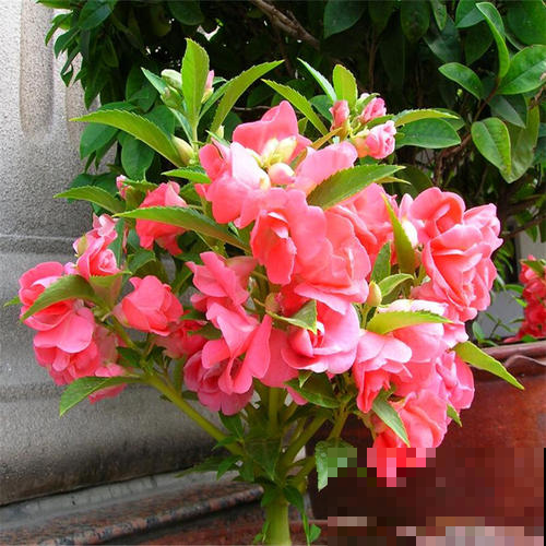这花艳冠群芳却毒性惊人，千万别和菜挨着，不然追悔莫及！