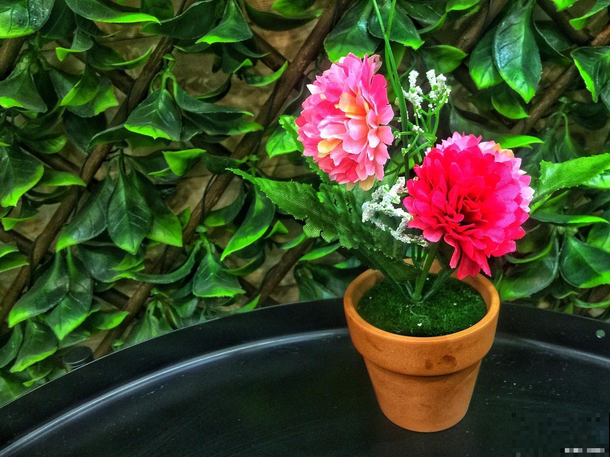 康乃馨怎么种植盆栽