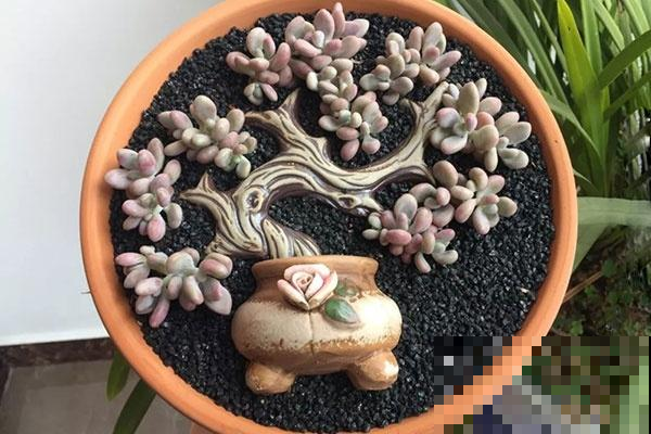你有这样养过多肉吗？一秒变老桩，邻居看了啧啧称奇！