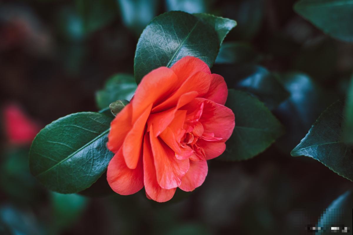 红茶花怎么养的？