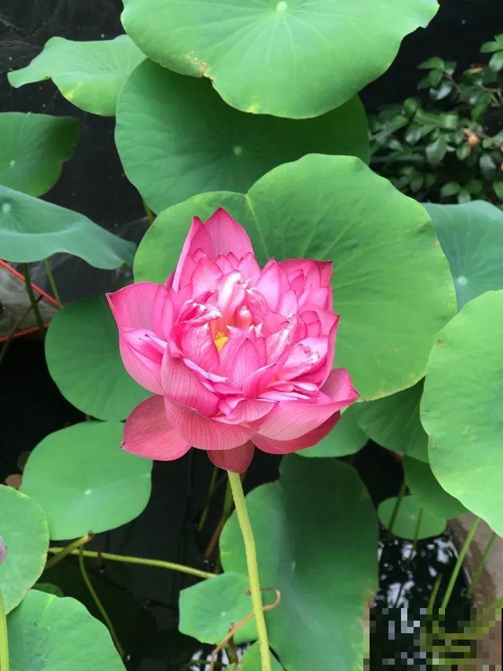 这10种“水桶花”，夏天得用大缸养，越浇水长得越疯狂！