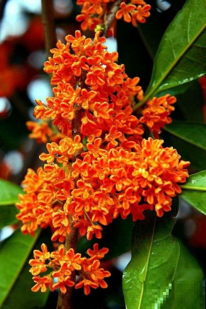 4种"杀菌花"，香气清新还能抑菌，居家常备身体好