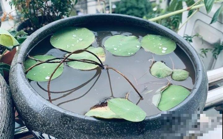这花爱喝水，一天灌一瓢，三伏天也能开爆盆！