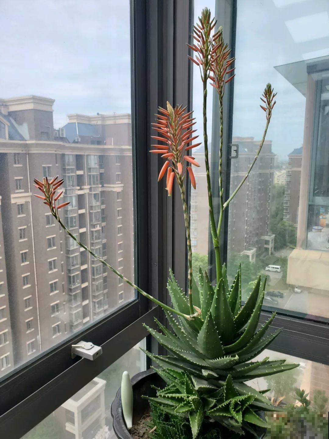 养了这么多年的花第一次开，满屋子都是香味，好运气都来了！