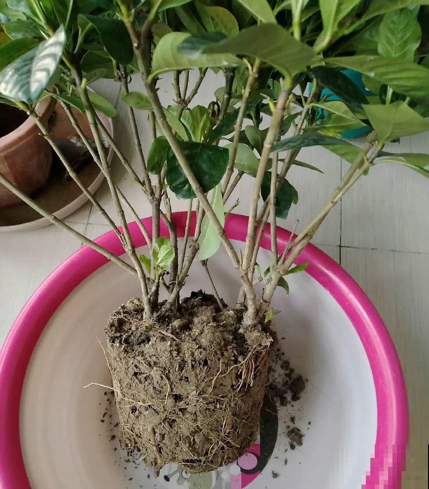浇水的时候加点它，栀子不黄叶，开的花比拳头大！