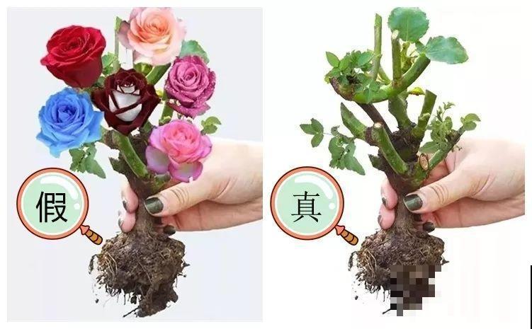 养了两个月的花，竟发现是假的？这些套路还真得摸清楚！