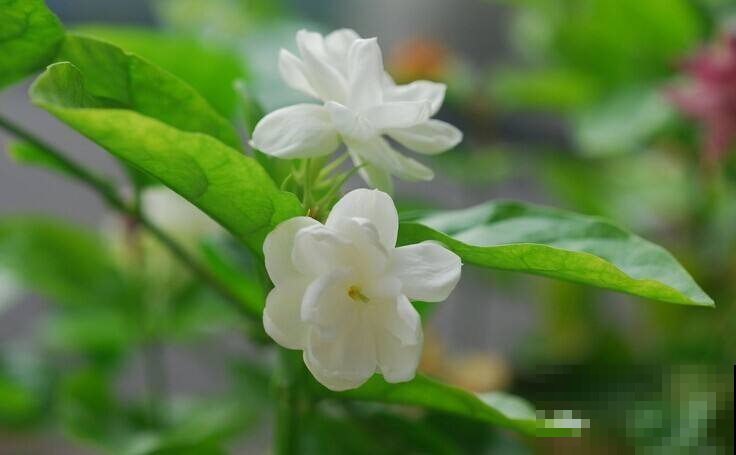 这花太爱“吃醋”，半月来一勺，开花蹭蹭的白又香！