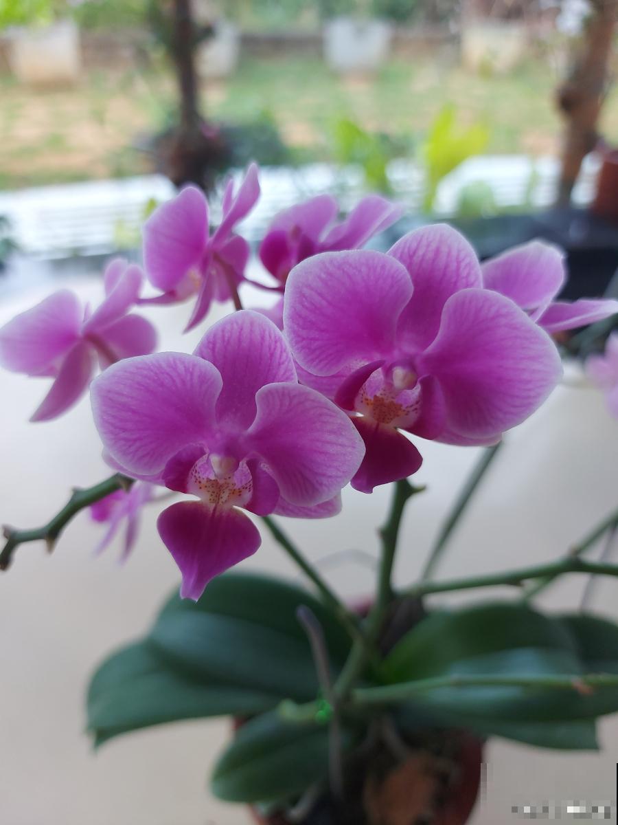 蝴蝶兰多久能开花