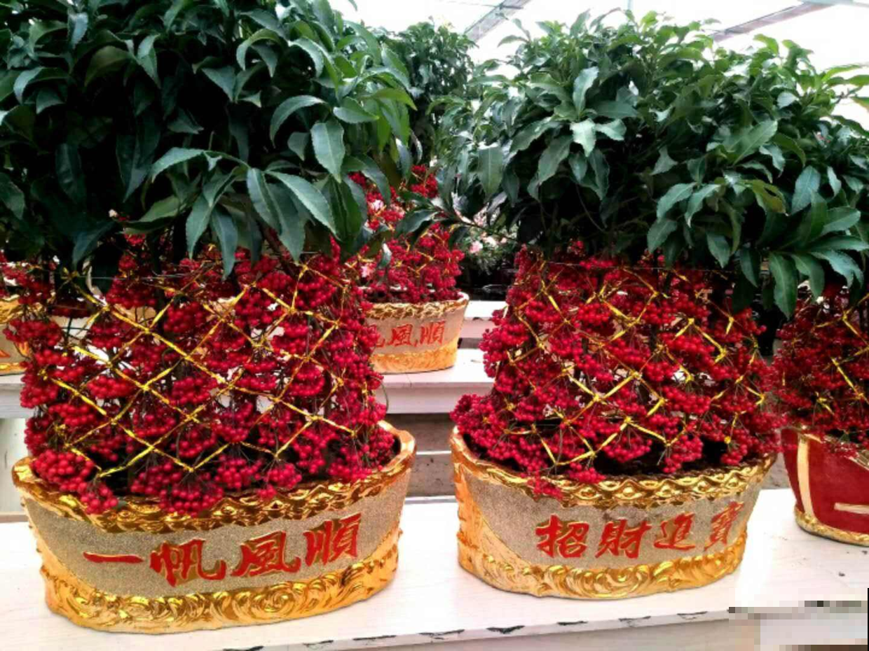 家里养盆黄金万两，红火小果子结满枝，财源滚滚来！