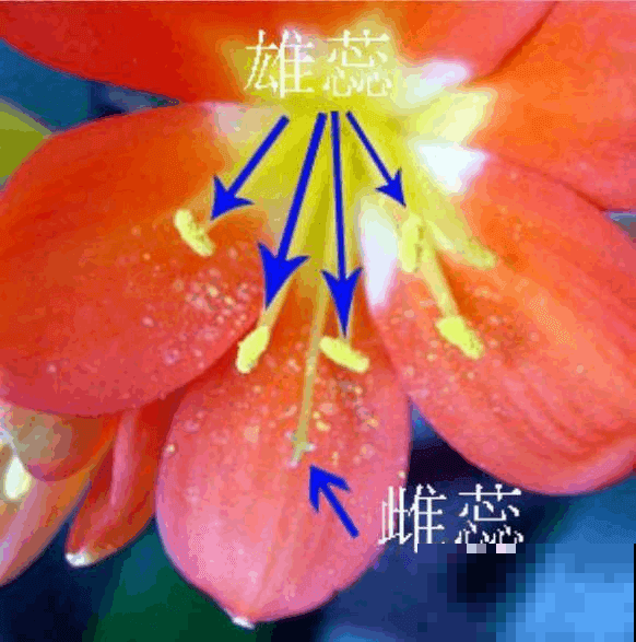 她家君子兰怎么堆满阳台？原来是用结出的果子种的，邻居羡慕死了
