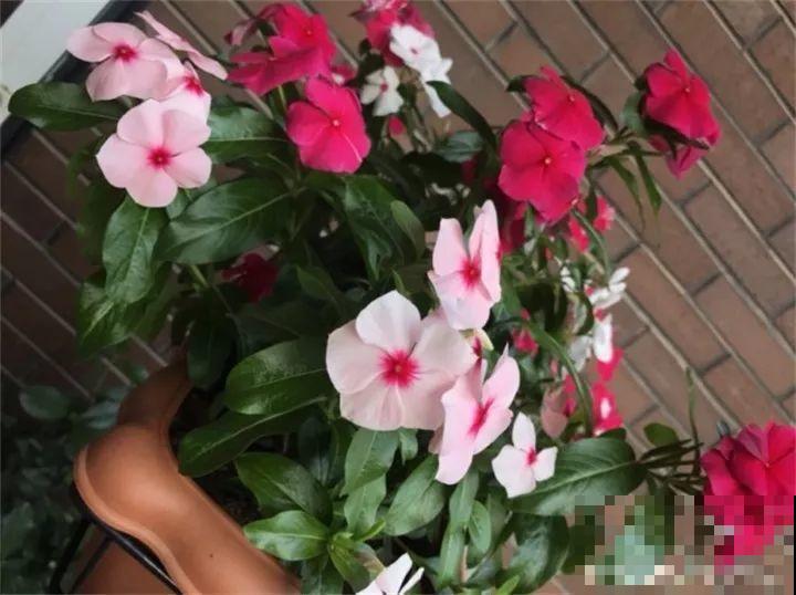 这20种花，一开就是上百天，阳台一年四季有花赏！
