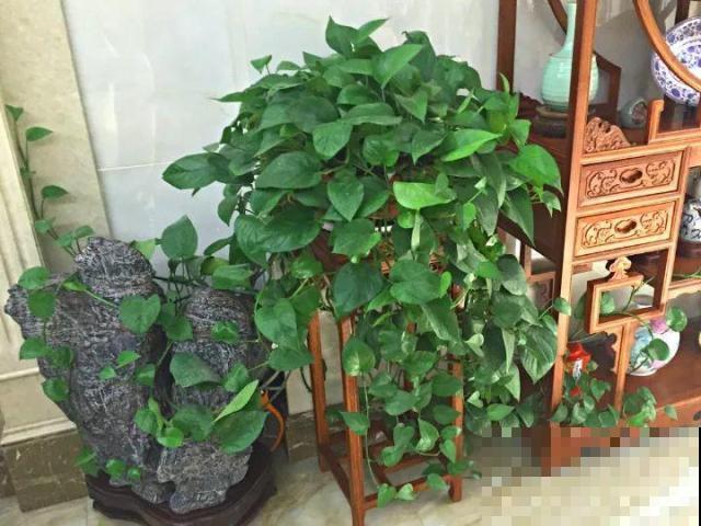 啤酒能不能浇花？这个还真不好说，要看怎么浇水！