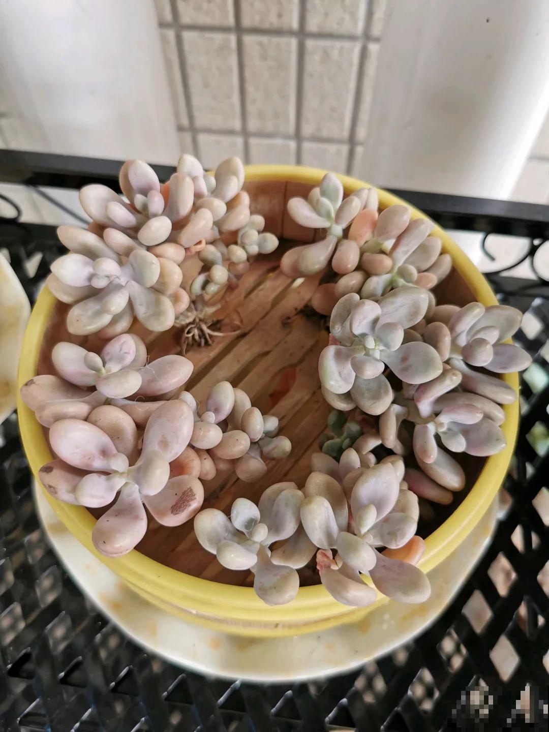 夏天也能种多肉，买一盆桃蛋现在种，秋天能收一大盆！