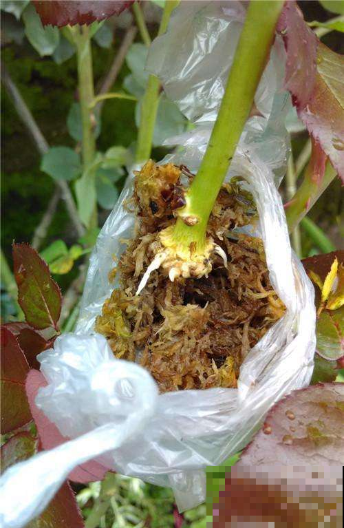 扦插还在用沙子生根水？别瞎忙活了，用点这东西呼呼发白根！