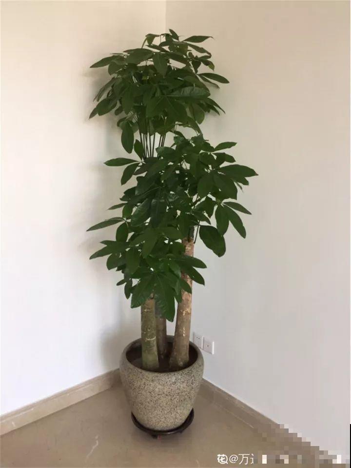 淘米水加点料，没有异味，肥效能翻10倍，养啥花都旺！