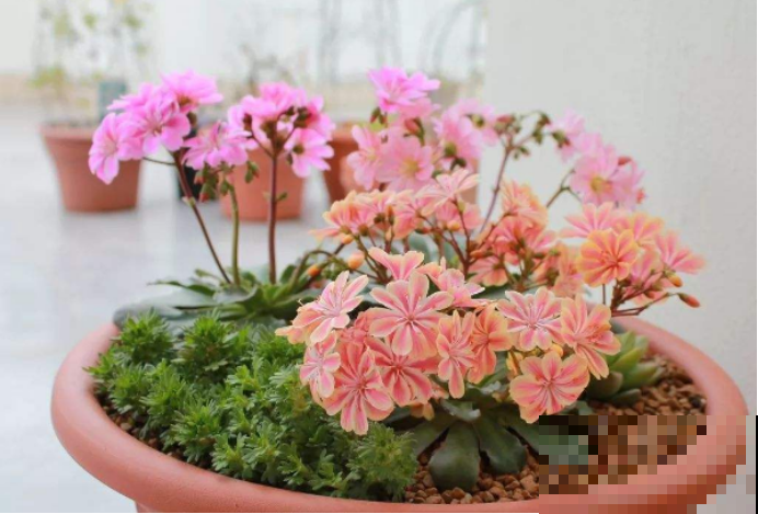 有了这3种花，阳台花园不再是梦，教你几招轻松养好！