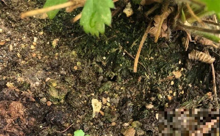 路边捡把“超能肥”，撒盆里，浇点水，花儿疯长不要命！