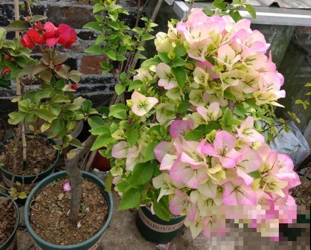 夏天就得养这花，皮实耐热花期长，越晒开花越多！