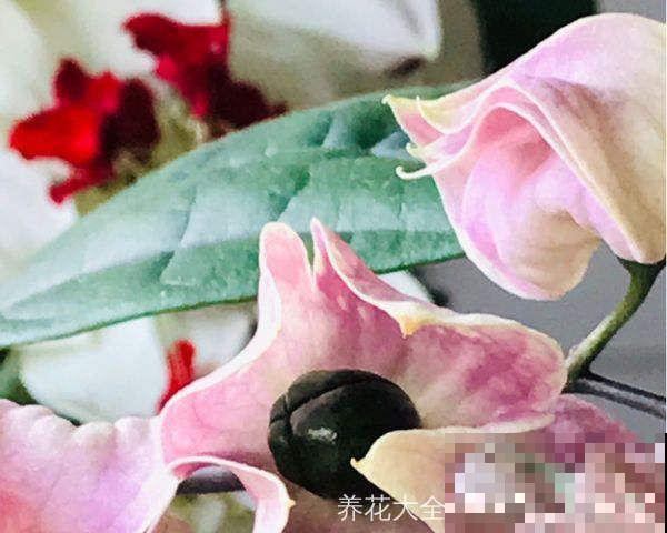 趁着孩子放假，家里的花就交给他们处理，省的天天手机不离手！
