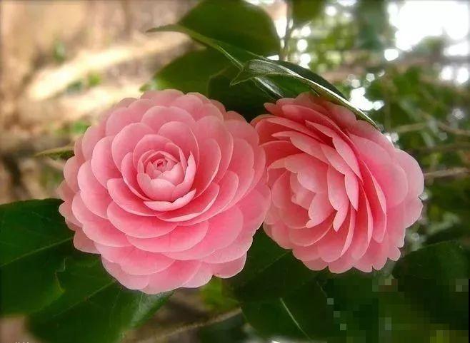 国花是牡丹？这么多年，原来都是自己想错了！