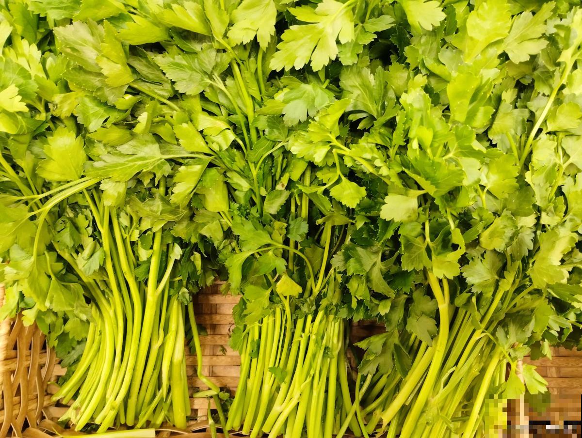 阳台种香菜怎么种植