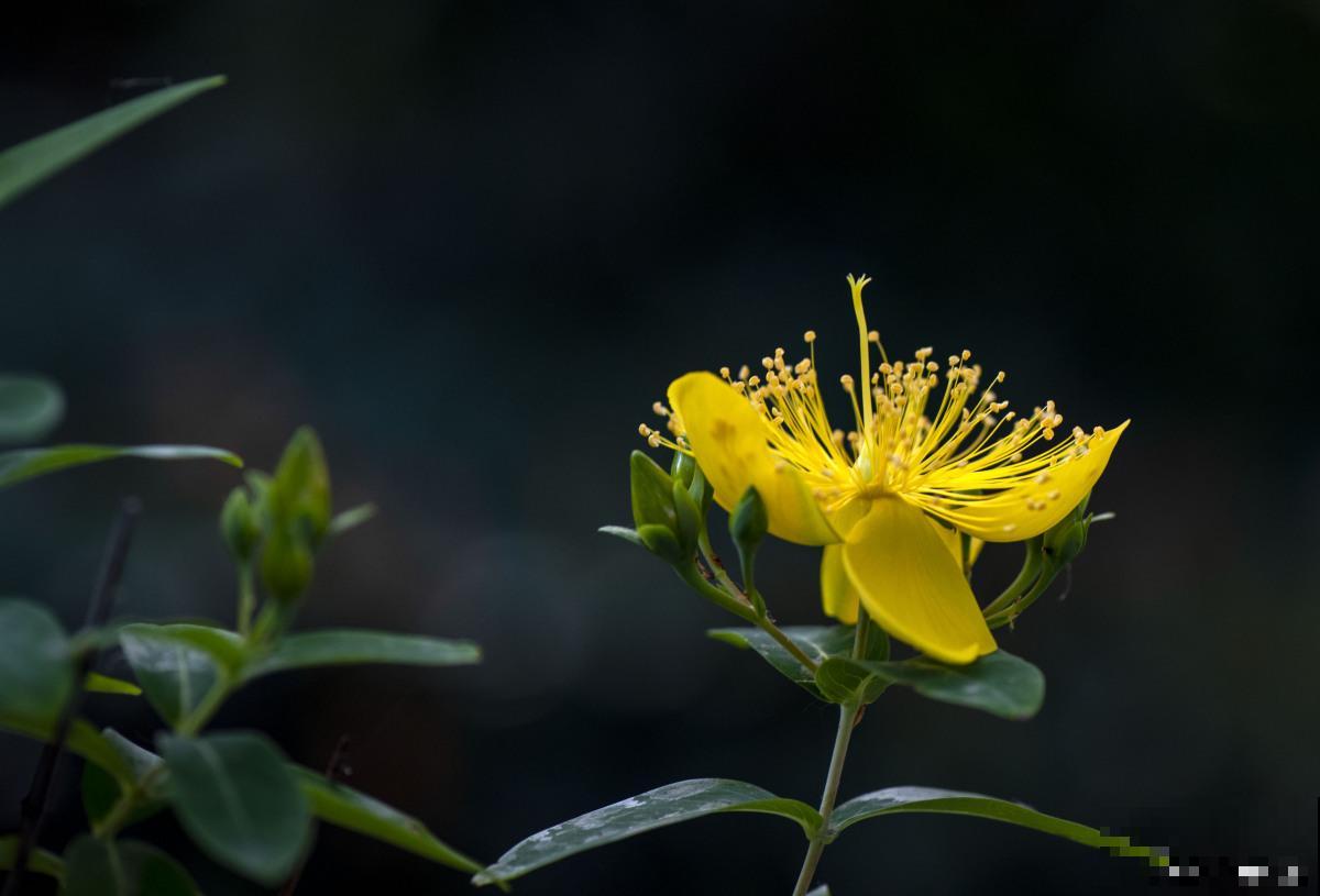 小金雀花怎么养？