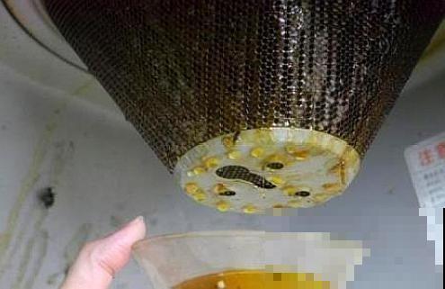 油烟机废油不能随便用，不注意这几点，一倒瞬间死！