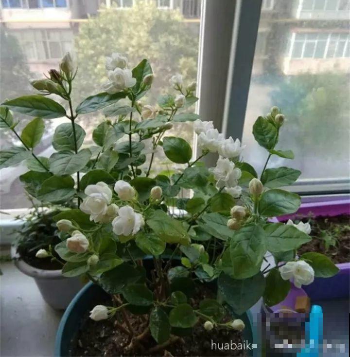 这20种花，一开就是上百天，阳台一年四季有花赏！