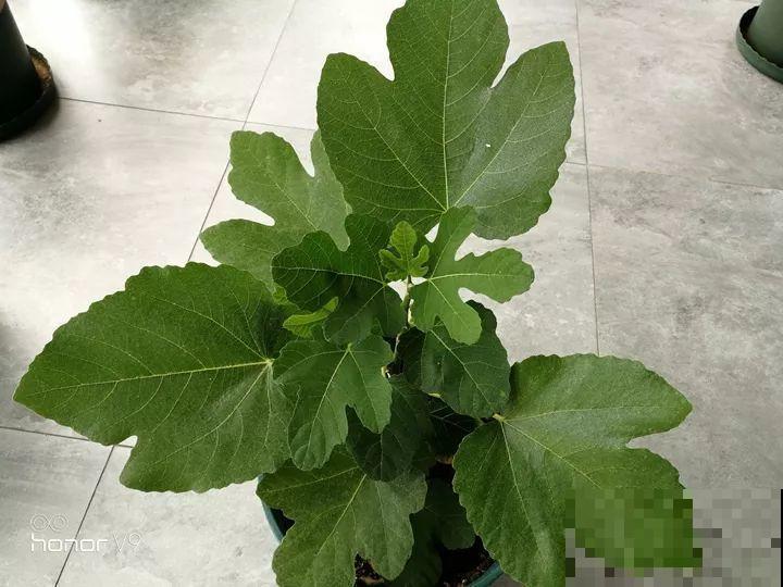 百香果、无花果，自己在家就能种，1根枝结3斤果！