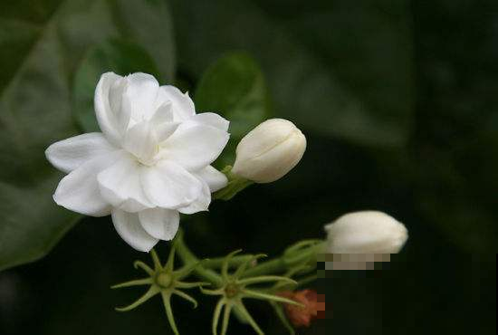 夏天米兰不怕晒，浇点“万能水”，花开得又多又香！