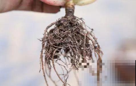 养多肉别用这种土，小心3天叶子掉光，7天只剩空盆！