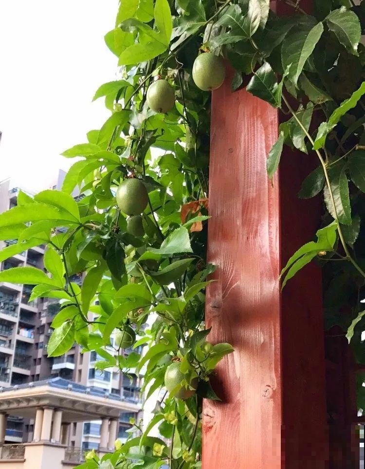 百香果、无花果，自己在家就能种，1根枝结3斤果！