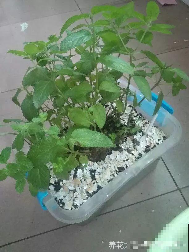 路边捡把“超能肥”，撒盆里，浇点水，花儿疯长不要命！