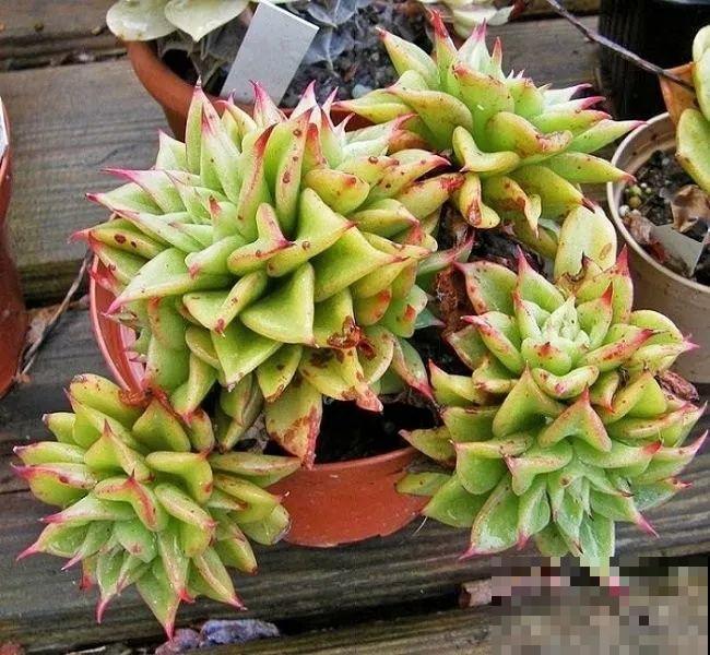 这种系列多肉，颜值高价格也贵，夏天可是“重点保护动物”！