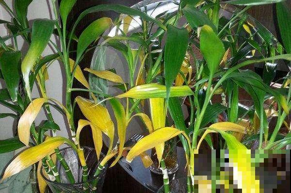 富贵竹黄叶怎么办？搞清原因再下手，不然都是在做无用功！