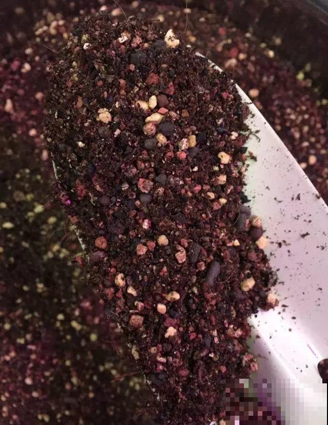 养多肉别用这种土，小心3天叶子掉光，7天只剩空盆！