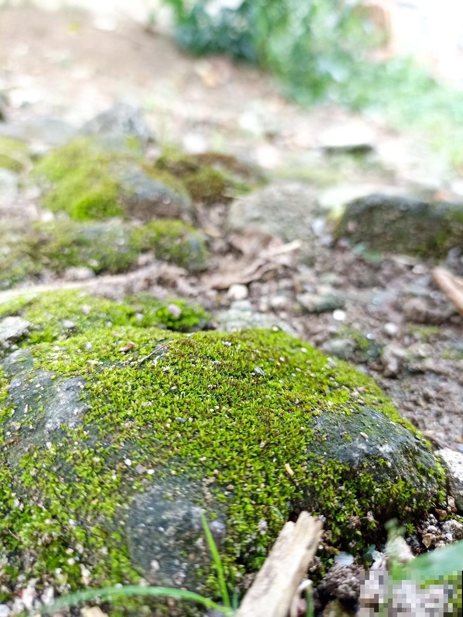 盆景青苔变黄怎么办