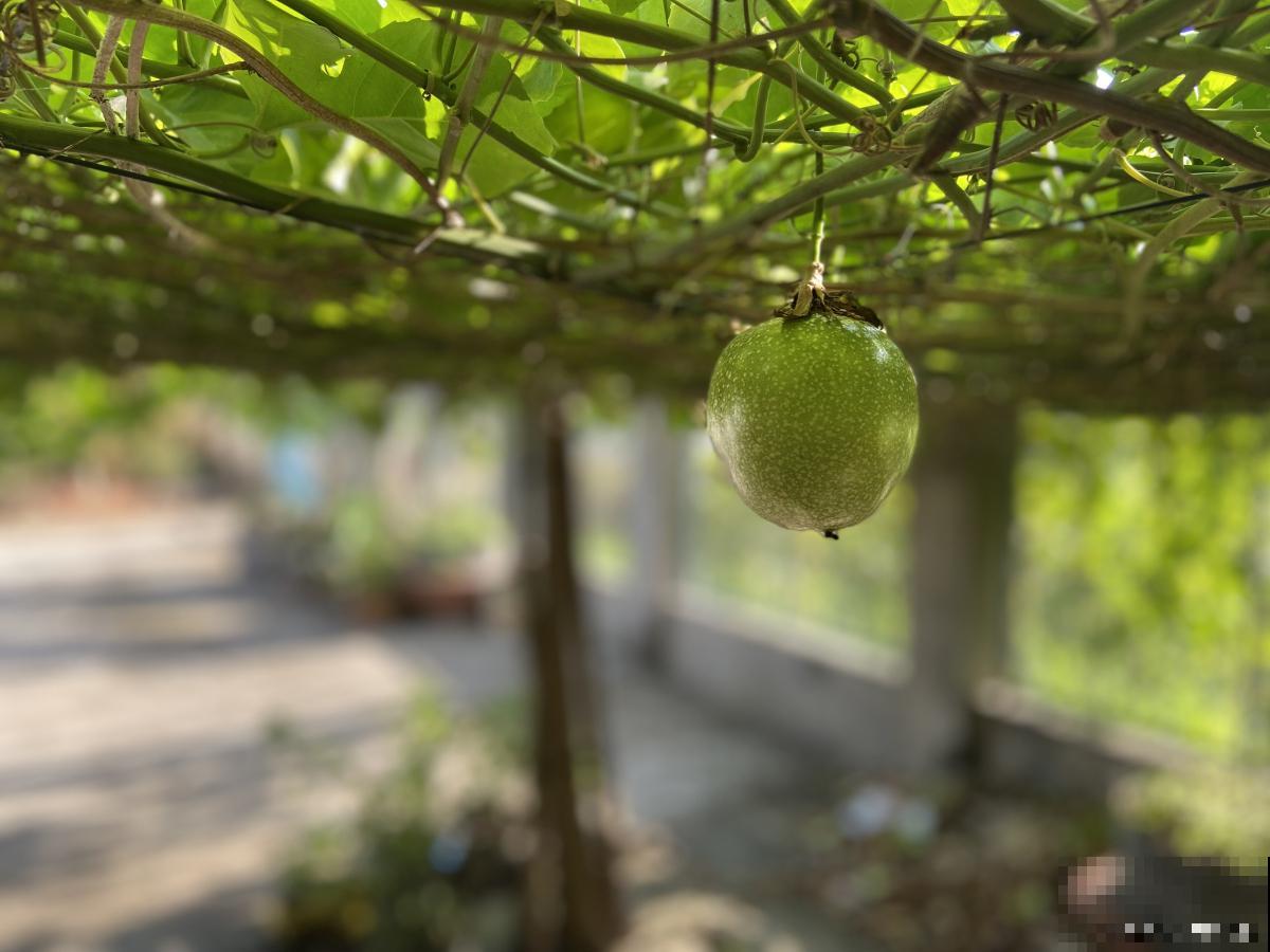 怎么让百香果快点结果