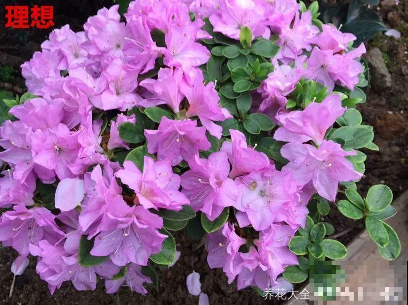 最难养的6种花，买一盆死一盆，想想都生气！