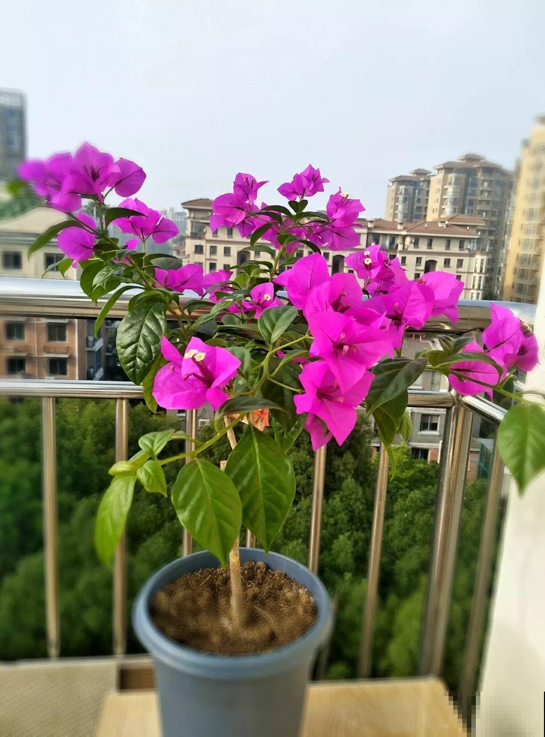 8种夏天扦插花，现在掐枝，下个月有花赏！