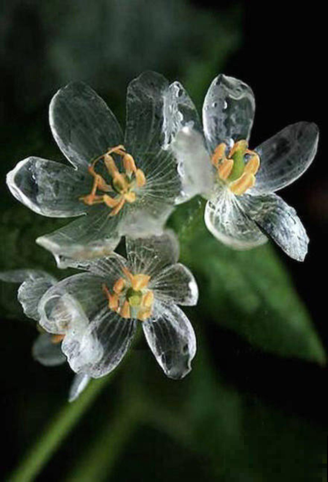 红花蓝花都养过，可你见过玻璃似的透明花吗，少有人见的森林精灵