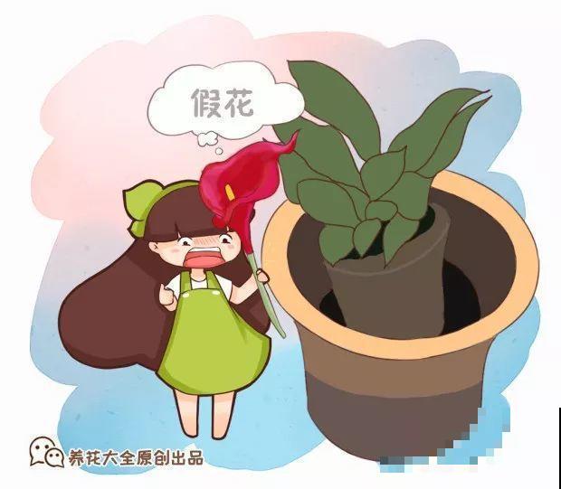 养了两个月的花，竟发现是假的？这些套路还真得摸清楚！