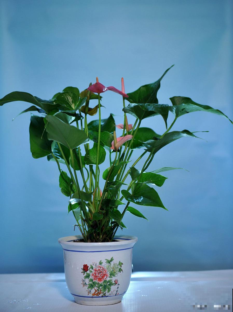粉掌什么时候开花