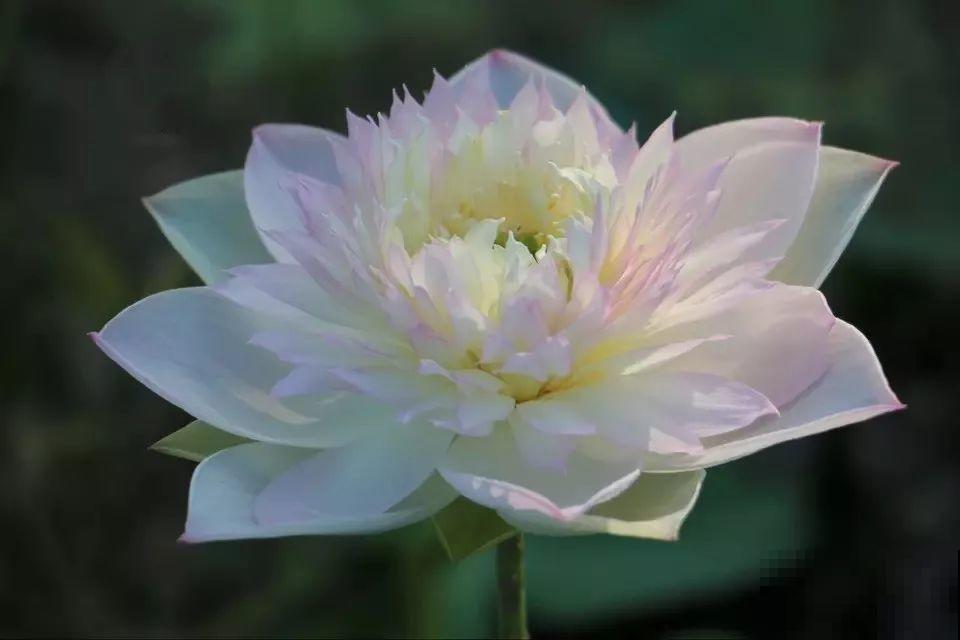 这花爱喝水，一天灌一瓢，三伏天也能开爆盆！