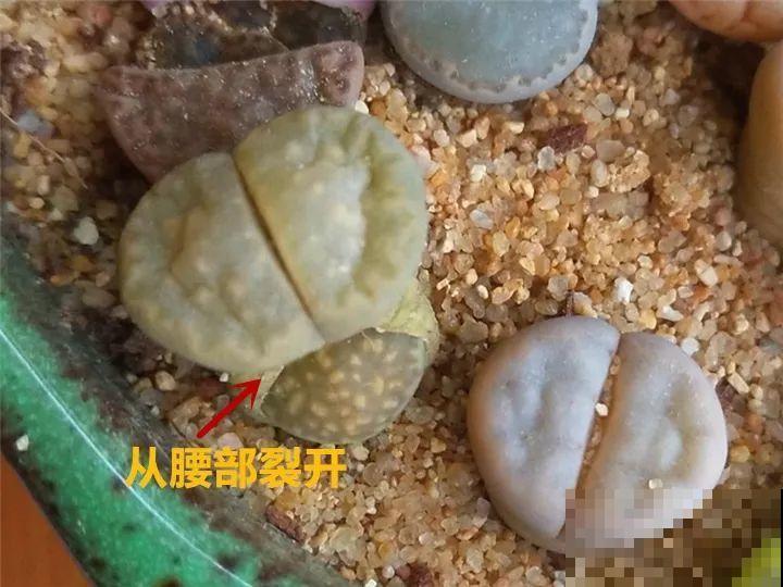 生石花个头虽小，可年年都在长，忍住别掰，一次冒出7个头！